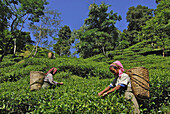 Women plucking tea at Makaibari tea plantation, Darjeeling, West Bengal, India, Asia