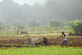 Bauer mit Ochsen pflügt das Feld, Stammes Region bei Koraput im Süden Orissas, Indien, Asien