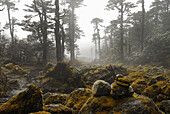 Mossy trees and stones in the fog, Trek towards Gocha La in Kangchenjunga region, Sikkim, Himalaya, Northern India, Asia