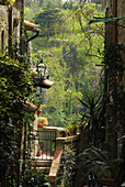 Pflanzen in einer Gasse in der Tuffstein Stadt Pitigliano, Grosseto Region, Toskana, Italien, Europa