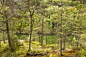 Weathered pines at the river banks, Hordaland, Norway, Scandinavia, Europe