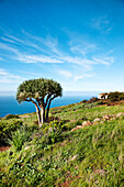 Coast area with dragon tree, Santo Domingo de Garafia, La Palma, Canary Islands, Spain, Europe