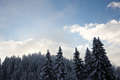 Verschneiter Nadelwald, Flims Laax, Kanton Graubünden, Schweiz