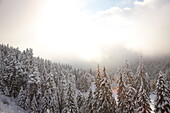 Snow covered conifer forest, Flims Laax, Canton of Grisons, Switzerland