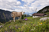 Cow near Ritzau Alp, Kaisertal, Ebbs, Tyrol, Austria