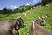 Alp-Sennerei Laufbichl Alpe im Hintersteiner Tal, Bad Hindelang, Allgäu, Schwaben, Bayern, Deutschland