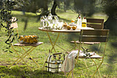 Olive grove with table, Affi, Lake Garda, Veneto, Italy