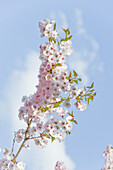 Blühender Baum im Frühling, Botanischer Garten, München, Bayern, Deutschland