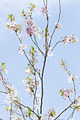 Blühender Baum im Frühling, Botanischer Garten, München, Bayern, Deutschland