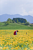 Girl in meadow of dandelions, Antdorf, Upper Bavaria, Germany