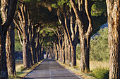 Schirmpinienallee in der Maremma, Toskana, Italien