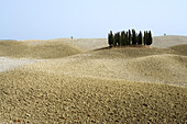 Group of cypresses near San Quirico d'Orcia, Tuscany, Italy