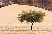 Acacia Tree in the libyan desert, Akakus Mountains, Sahara, Libya, North Africa