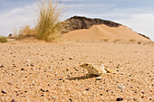 Lizard in the libyan Desert, Libya, Sahara, North Africa