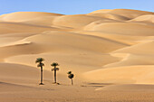 Date Palms, Phoenix spec., in the libyan desert, Oasis Um el Ma, Libya, Sahara, North Africa