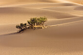 Tamarisken in der libysche Wüste, Sahara, Libyen, Nordafrika