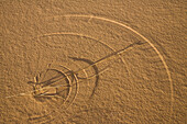 Gras malt Kreise in den Sand der libyschen Wüste, Libyen, Sahara, Nordafrika