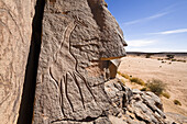 Stone engravings of a Giraffe in Wadi Mathendous, Wadi Barjuj, Stony Desert, Libya, Sahara, North Africa