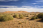 Sanddünen in der libysche Wüste, Sahara, Libyen, Nordafrika