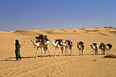 Kamel Karawane in der libyschen Wüste, Dromedare, Camelus dromedarius, Libyen, Sahara, Nordafrika