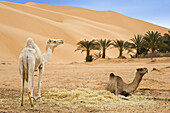 Dromedaries near Germa, Camelus dromedarius, Libya, Sahara, North Africa