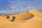 Date Palms, Phoenix spec., in the libyan desert, Oasis Um el Ma, Libya, Sahara, North Africa