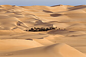 Um el Ma oasis and sanddunes, libyan desert, Libya, Sahara, Africa