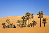 Dattelpalmen, Phoenix spec., in der libyschen Wüste, Oase Um el Ma, Libyen, Sahara, Nord Afrika