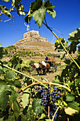 Driving calash in Comenge winery vineyards in the Ribera del Duero wine region, castle in background. Curiel de Duero, Valladolid province, Castilla-Leon, Spain