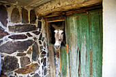 Horse, Asegur. Las Hurdes, Caceres province, Extremadura, Spain