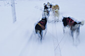 Sleddog tour at SnowTrail Dogcamp Lodge by Lotti Anderson, Skaulo, Gällivare. Lapland, Sweden