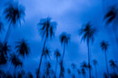 Palm trees near airport, Malakula, Vanuatu