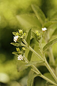 Sweet plant  Stevia rebaudiana)