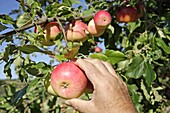 Harvesting apples