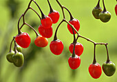 Medicinal plant Bittersüß, bittersüßer Nachtschatten, Bitter Nightshade, Dulcamara, Bittersweet, Solanum dulcamara