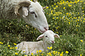 Sheep with lamb, Pyrenean