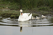Mute Swan  Cygnus olor) family