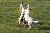 Spanish horses fighting