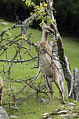 Alpine Ibex  Capra ibex)