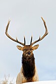 Wapiti - Elk - bull - Cervus canadensis