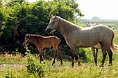 Cheval Camargue - poulain et jument - Wild Horse of Camargue - foal and mare - Equus caballus