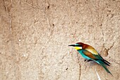 European Bee Eater  Merops apiaster)