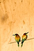 Guepier d Europe - Bee-Eater - Merops apiaster