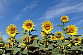 Tournesol - Sunflower