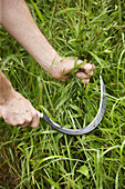 Farmer using sickle