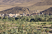 Palmenhaine in der Wüste in Tamnougalt im Draa Tal, Oase, Marokko