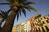 Palm trees and houses, Santa Margherita, Liguria, Italy, Europe