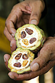 Cacao tree fruit pod, Sri Lanka