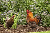 Bantum Cock and Hen Norfolk UK