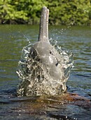 Boto, or Amazon River Dolphin Inia geoffrensis WILD, Rio Negro, BRAZIL